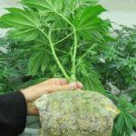 Cannabis Cannabis plant grown out further in Jiffy Growblock to ensure a sizable plant is transplanted into the growing system and thereby minimising “down time” between crops.