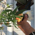 Cannabis Cannabis plant in Jiffy 7C 40mmx45mm planted out into hydroponic system. Note the good root development through the pellet netting.