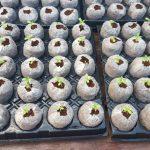 Cannabis Cannabis seedlings in Jiffy 7C 50mmx60mm pellets