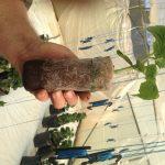 Cucumber in Jiffy 7C 60mmx120mm after 2 weeks and ready for another 2 weeks before trans