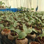 Cucumber seedlings in Jiffy 7C pellets size 50mmx60mm