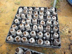 Expanded pellets in tray