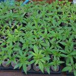 Cannabis Healthy and fast-growing plants in Jiffy 7C 50mmx60mm pellets