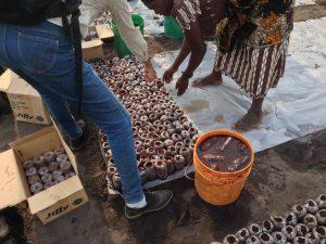 Jiffy 7C pellets arrive dehydrated