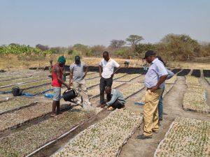 Jiffy 7C pellets in a seasonal nursery in a remote area