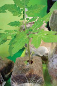Jiffy Growblock