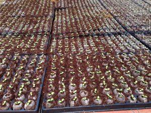 Lettuce Seedlings in 30mm pellets (30mmx126 cavity tray)