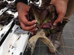 Lettuce in 30mm pellet showing solid root growth
