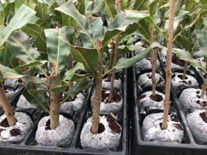 Macadamia cuttings in Jiffy 7C 60mmx120mm