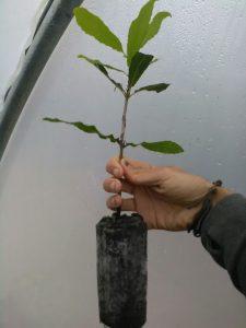 Macadamia grown from seed