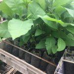 Pecans in Jiffy 7C 60mmx120mm in crates