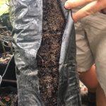 Root development after transplanting