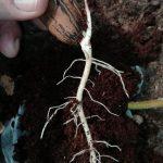Root development in Jiffy 7C 60mmx120mm