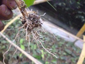 Root initiation in tea in Jiffy medium