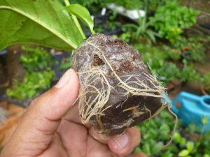 Rooting in 50mm pellet