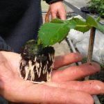 Rose cutting in Jiffy 7C showing root development