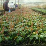 Roses in Jiffy deep trays