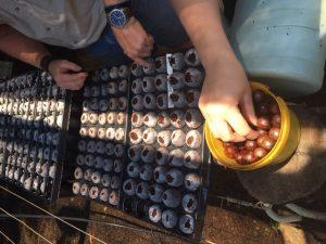 Seeds were sown directly into the 7C pellets