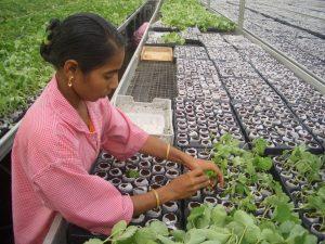 Strawberries in Jiffy 7C pellets- Propagation from runners to establish root systems