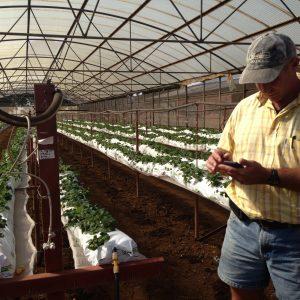 Strawberries in Jiffy growbags on a stand system at good working height