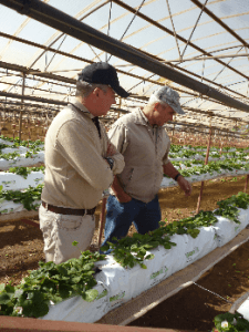 Strawberry plants in Jiffy growbags (1mx18cmx16cm)