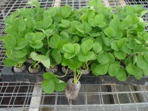 Strawberry plants with good root development