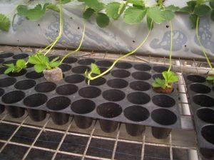Strawberry runners sent out from mother plant and pinned down onto Jiffy 7C pellet
