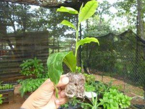Tea cutting grown in 50mm pellet