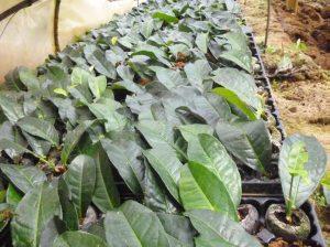 Tea rooting in 40mm x90mm pellet