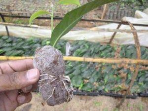 Tea rooting in 40mm x90mm pellet