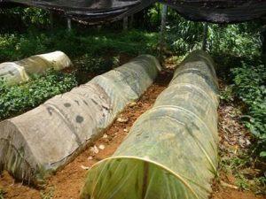 The propagator can be a simple structure covered with a clear polythene