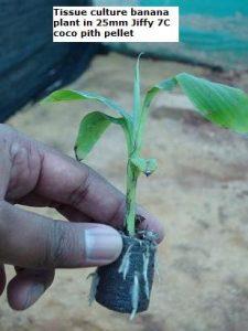 Tissue culture banana plant in Jiffy 7C