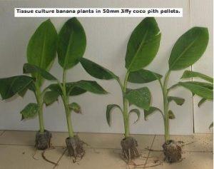 Tissue culture banana plants in Jiffy coco pellets
