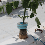 Tomato plant roots in Jiffy 7C