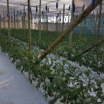 Tomato plants grown in Jiffy 7C in NFT system