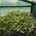 Tomato seedlings in ebb and flow system