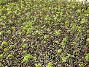 Vines in Jiffy7C