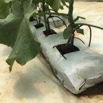 cucumber in Growbag